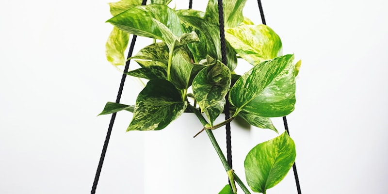 世界杯球迷观赛盛况 - 看台上挥舞旗帜的各国球迷